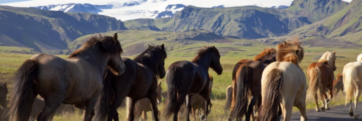 Protect Icelandic horses from infectious diseases