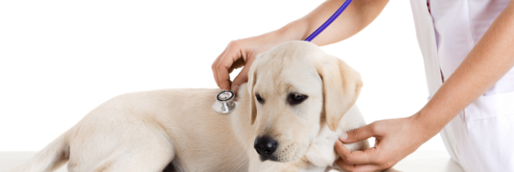 Veterinary Licenses